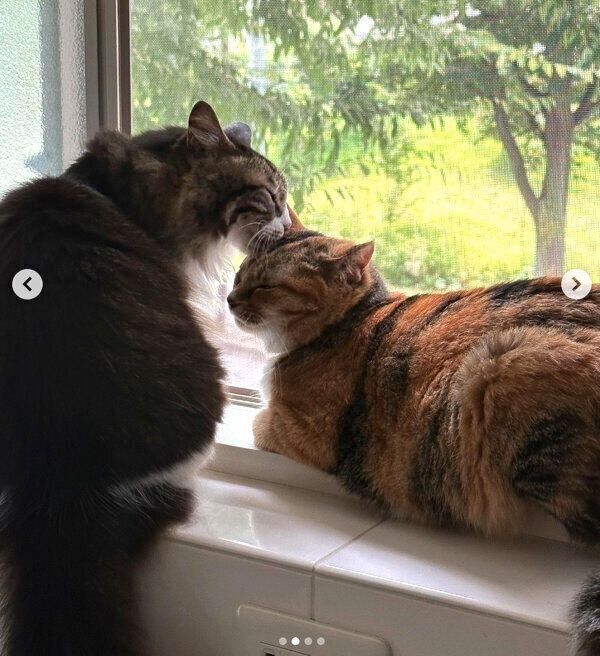 みそちゃんのことをなめるけだまちゃん