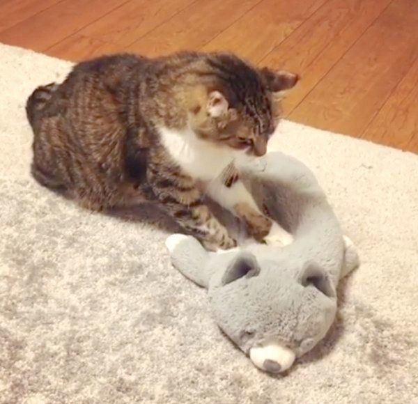 ぬいぐるみにふみふみする猫