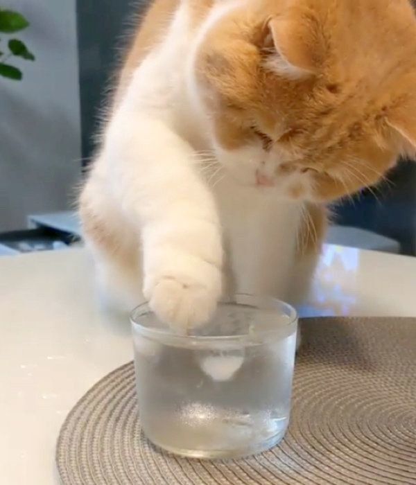 氷水で遊ぶスコティッシュフォールド