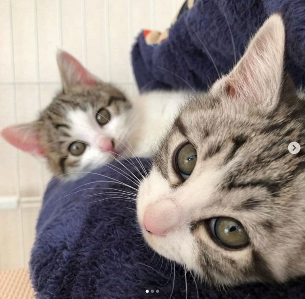 はじめての猫との生活 保護猫2匹と家族になって得られた大切なこと ねこのきもちweb Magazine はじめての猫との生活 保護猫2匹と家族になって得られた大切なこと ねこのきもちweb Magazine