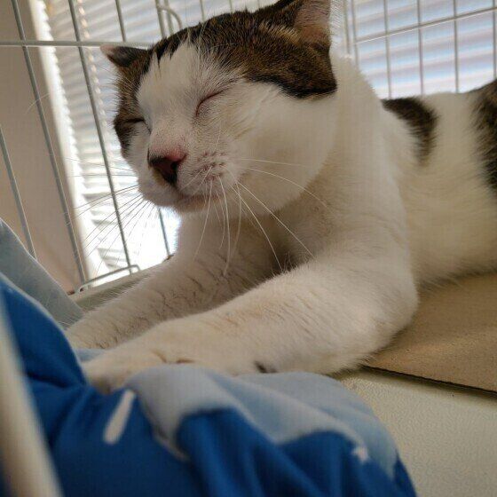 ふみふみするキジトラ猫