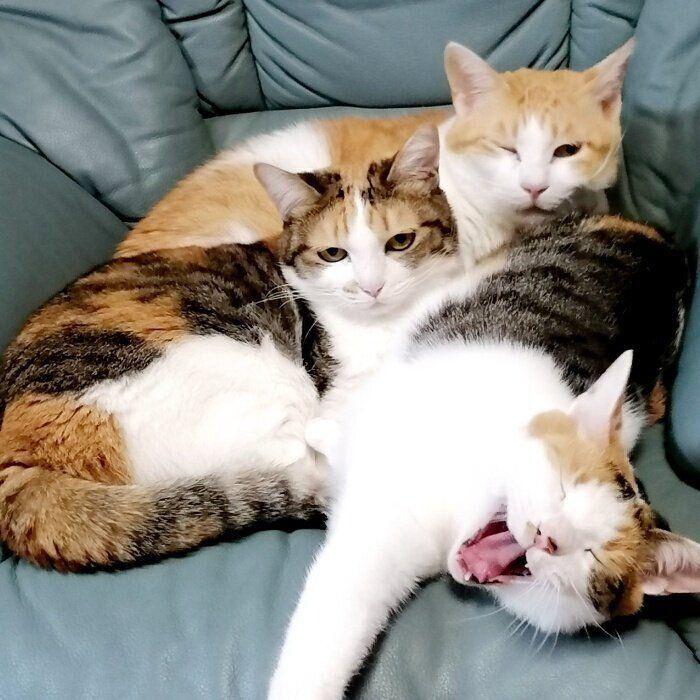 ソファの上でくつろぐ（手前から）ルルちゃん、ララちゃん、キンタくん