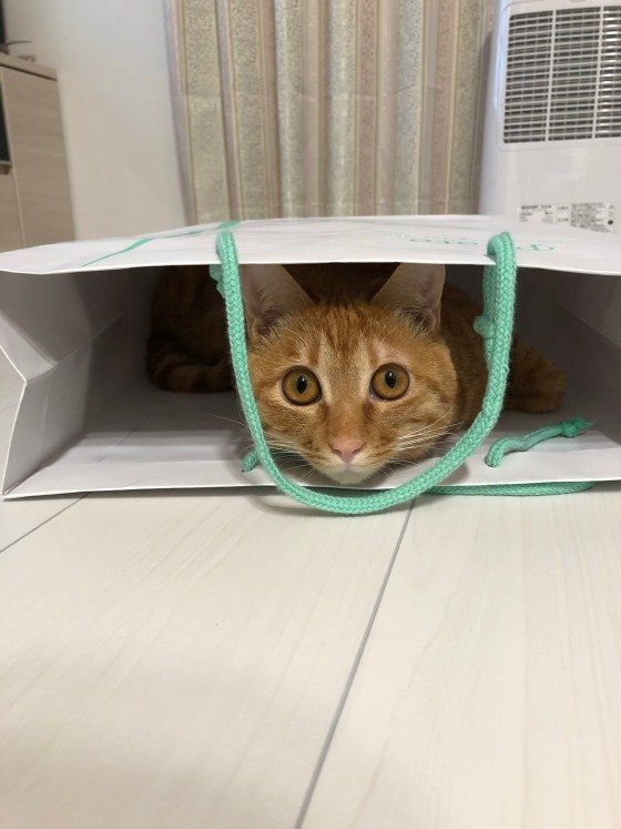 ナミヘイくんのかくれんぼ