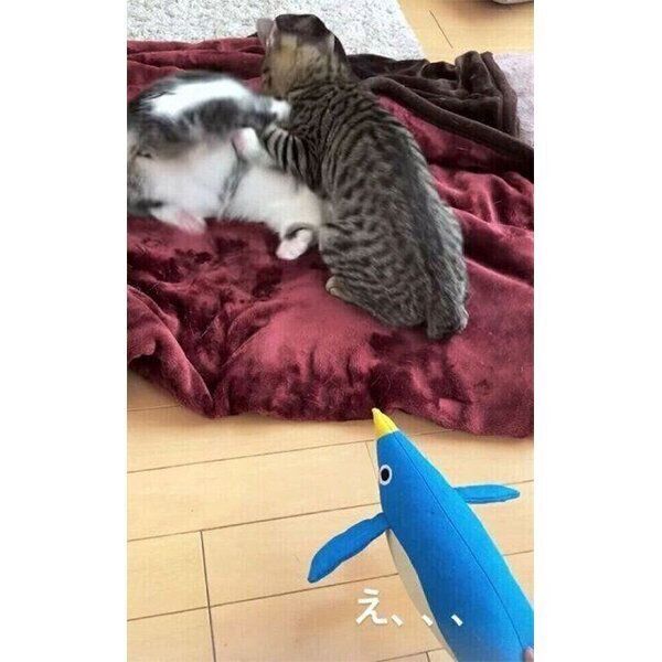 じゃれ合うイヴくんとノアちゃん