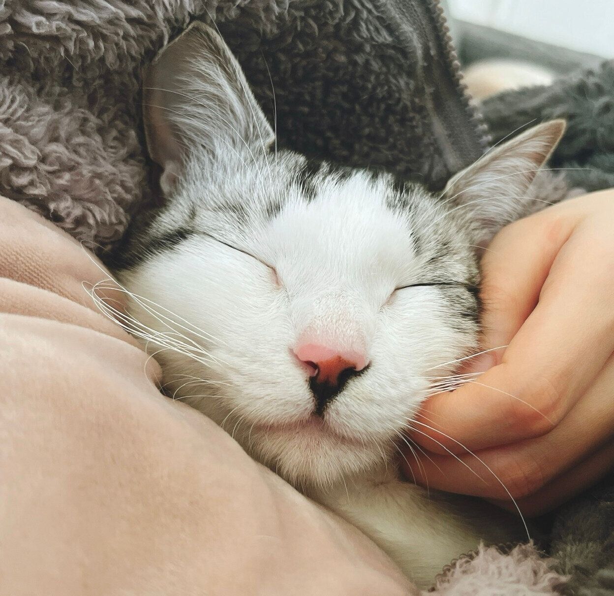 甘えん坊なくぅちゃん