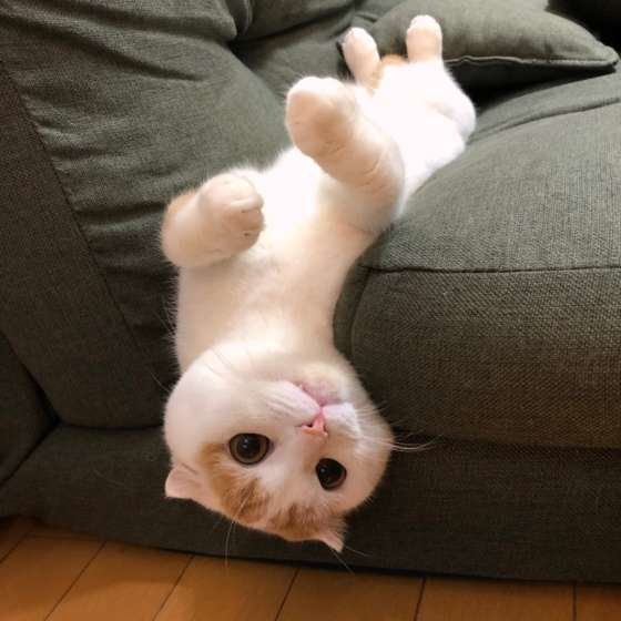 見つめるスコティッシュフォールド