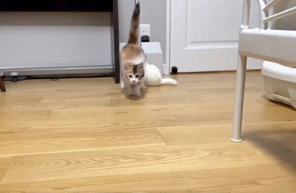 名前を呼ばれて走ってくるうなぎちゃん