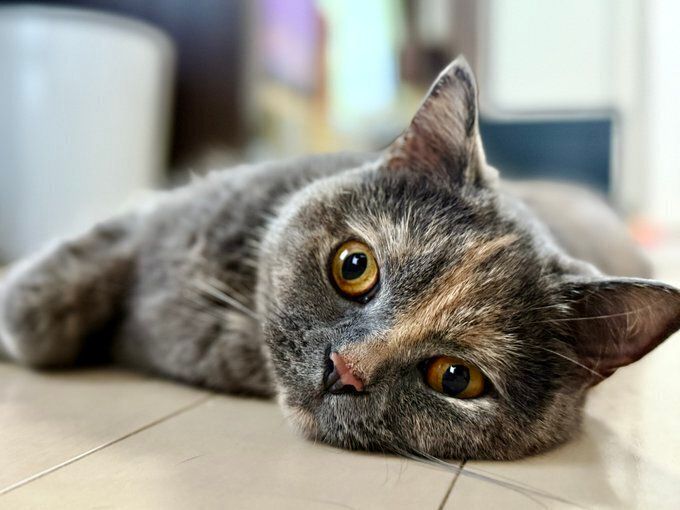 床に寝転ぶブリティッシュショートヘア