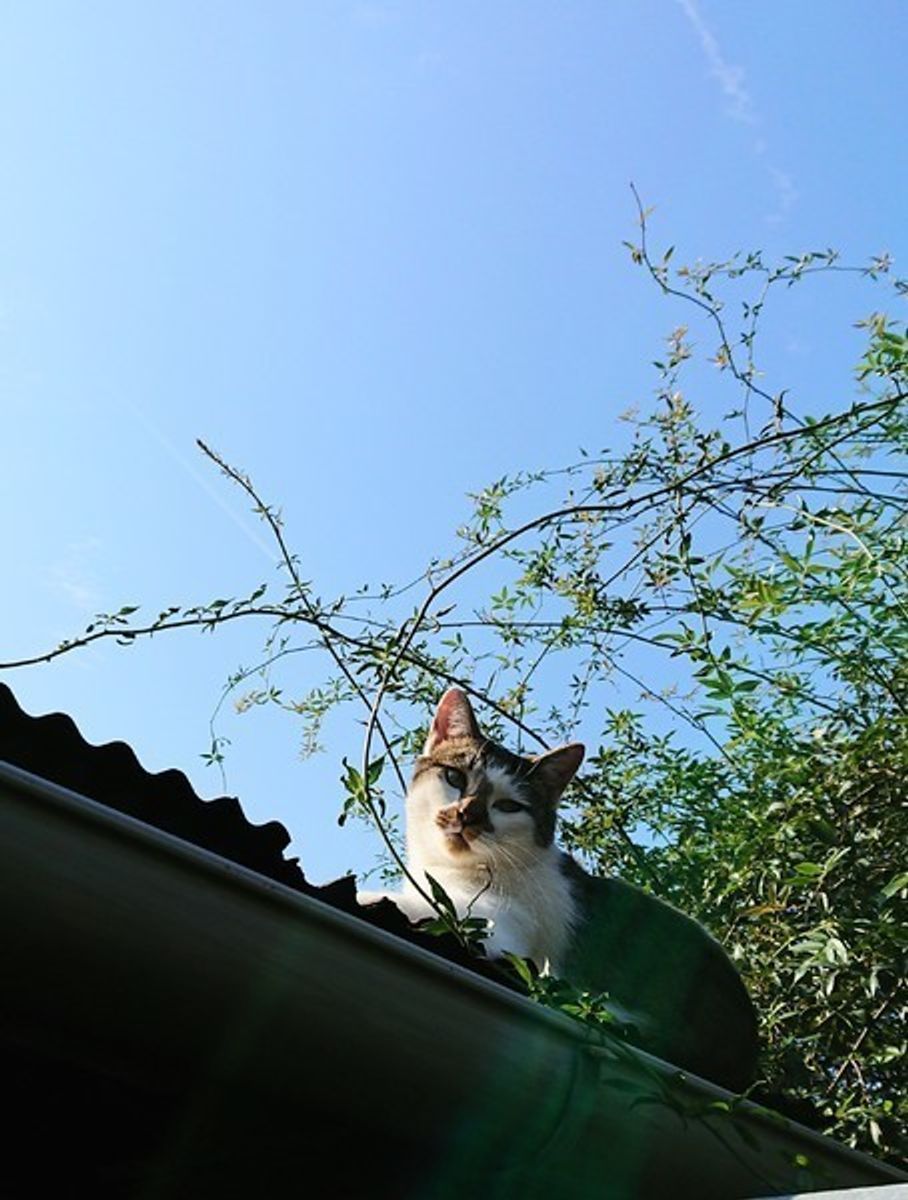 獣医師監修 野良猫になつかれる人の特徴とは 元野良猫を飼う際の注意点も解説 ねこのきもちweb Magazine 獣医師監修 野良猫になつかれる人の特徴とは 元野良猫を飼う際の注意点も解説 ねこのきもちweb Magazine
