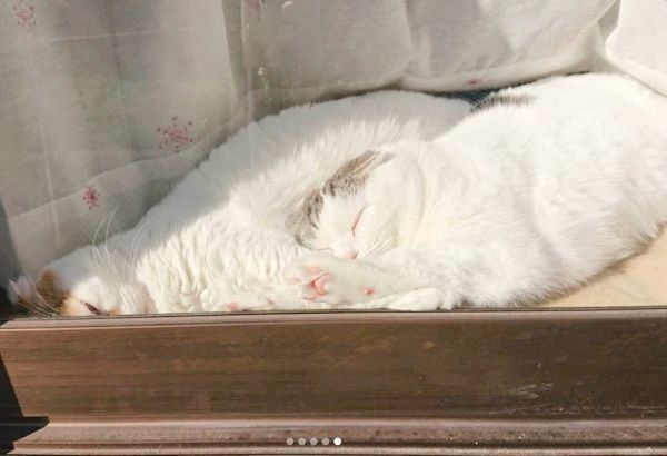 シンクロするライくんといとさん