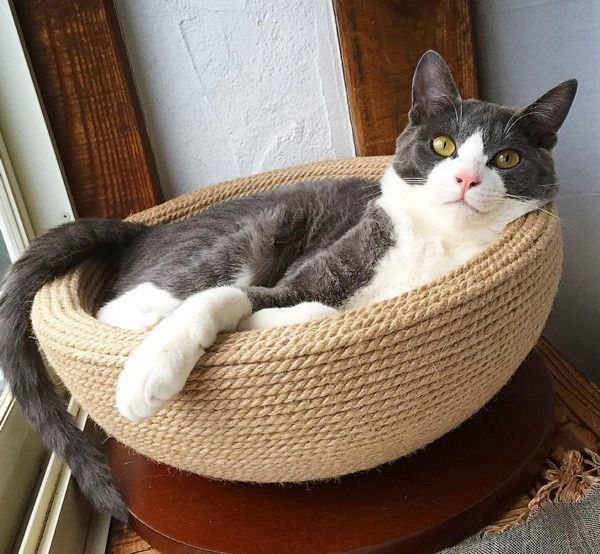 ハチワレのジェリーくん