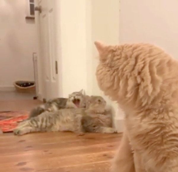 あくびがうつる猫