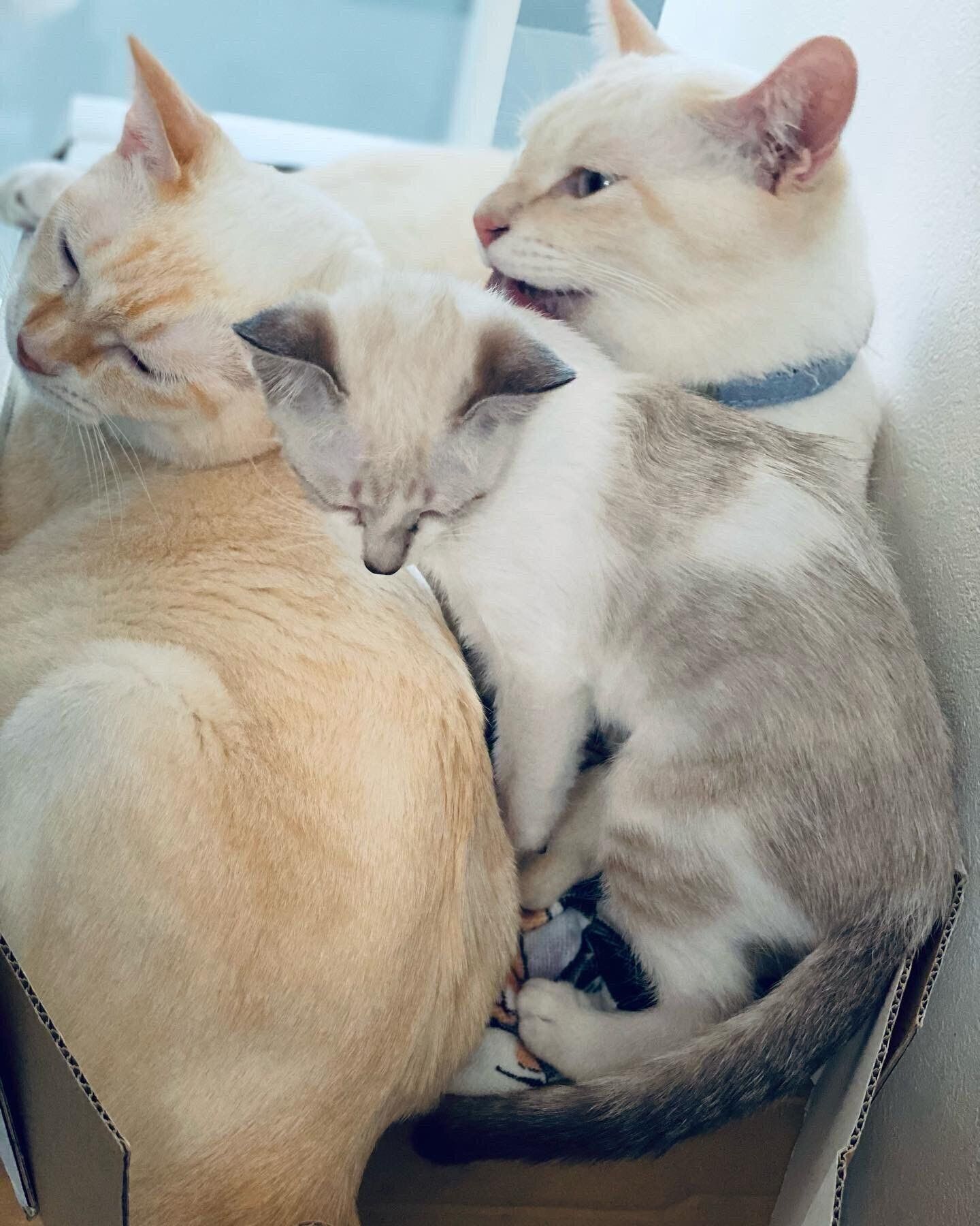 先住猫たちとすぐに仲良くなったミントちゃん