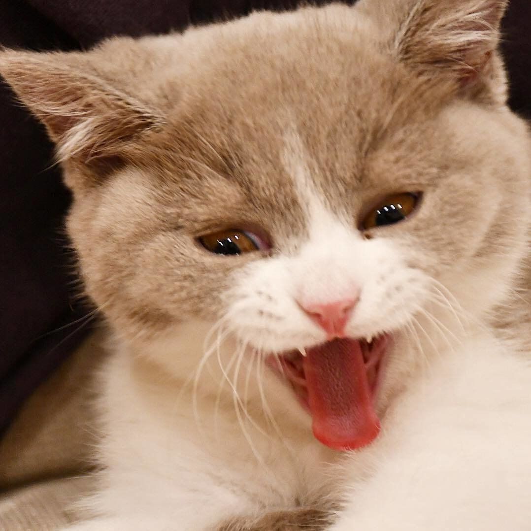 ブリティッシュショートヘアのチロルちゃんの変顔