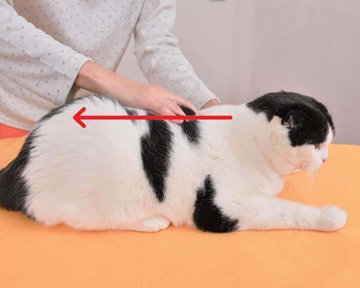 消化器・免疫力アップに効くツボ