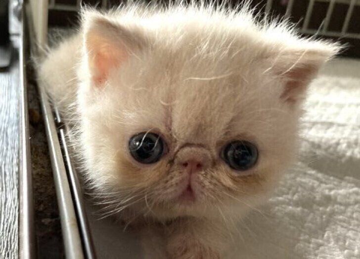 生後1カ月頃のエキゾチックショートヘア