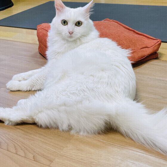 メインクーンのマリーちゃん♪