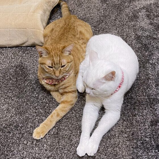 仲良くくっつく白猫