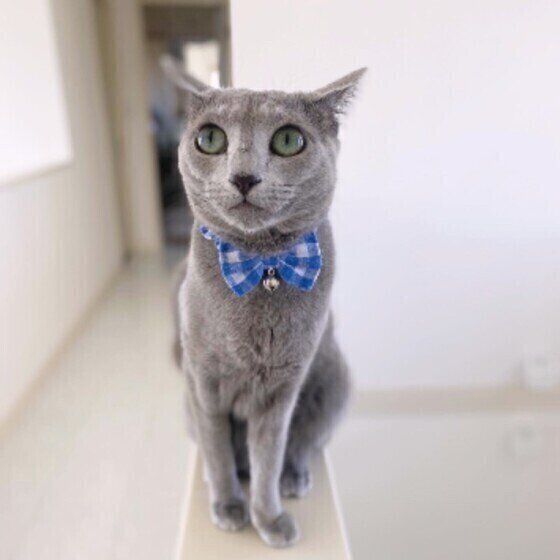 ロシアンブルーのリサリサちゃん