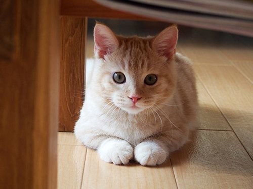 飼い主を悶絶させちゃう 子猫時代 成猫時代 マンチカンのぷーちゃん Vol 59 ねこのきもちweb Magazine 飼い主を悶絶させちゃう 子猫時代 成猫時代 マンチカンのぷーちゃん Vol 59 ねこのきもちweb Magazine