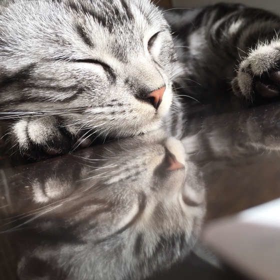 気持ちよさそうに寝る、アメリカンショートヘアの銀児