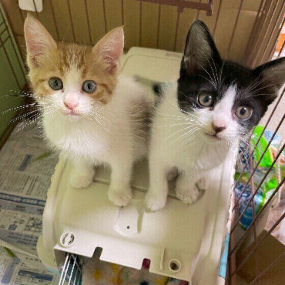 仲良しなトラちゃんとクロちゃん