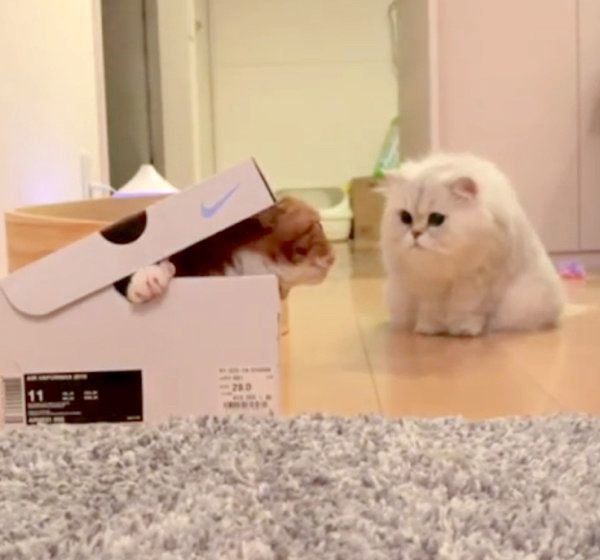 箱を見つめる猫