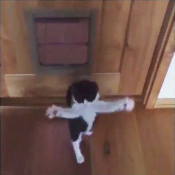 バンザイポーズをする猫