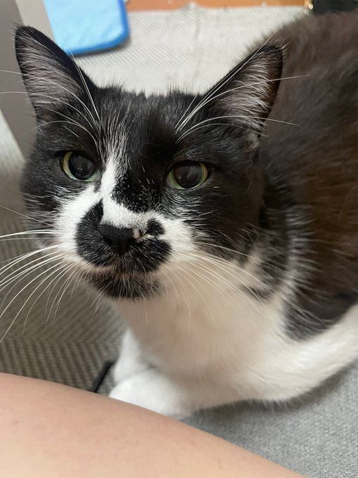 飼い主を見つめる猫