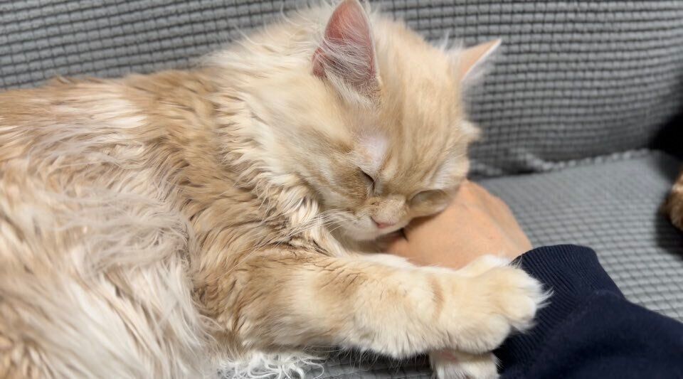 飼い主さんにくっついて眠るもこくん