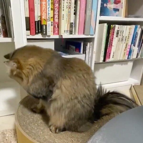 鳴こうと思ったらあくびをしちゃったオリーブちゃん