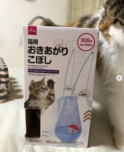 おきあがりこぼしで遊ぶマンチカン