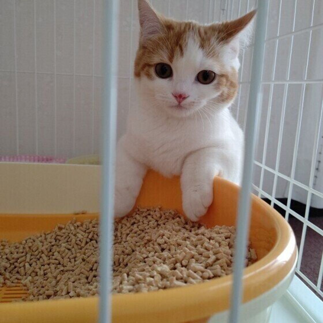猫が排泄物に 砂をかける 理由はさまざま 砂かけをしないタイプの猫には傾向も ねこのきもちweb Magazine 猫が排泄物に 砂をかける 理由はさまざま 砂かけをしないタイプの猫には傾向も ねこのきもちweb Magazine