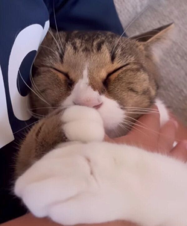 抱っこされながら飼い主さんの指をしゃぶるみいちゃん