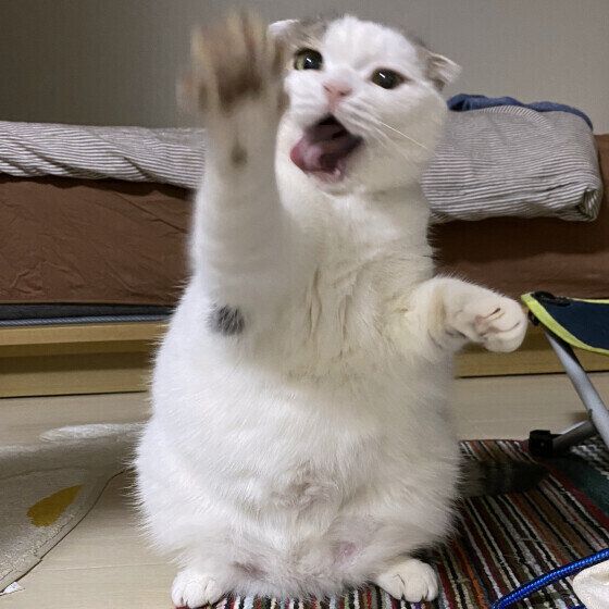 猫パンチするスコティッシュフォールド