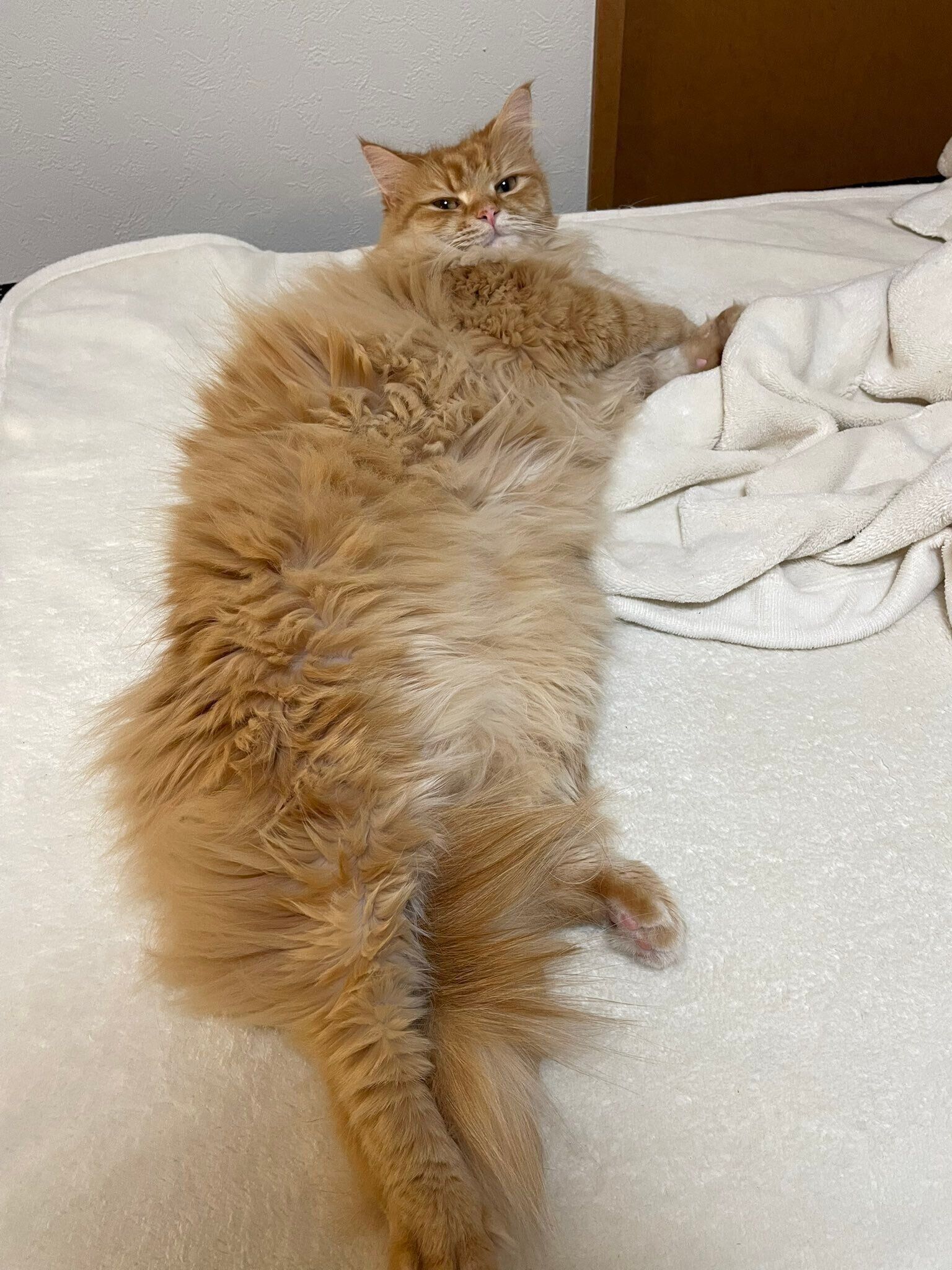 1才9カ月のミヌエット