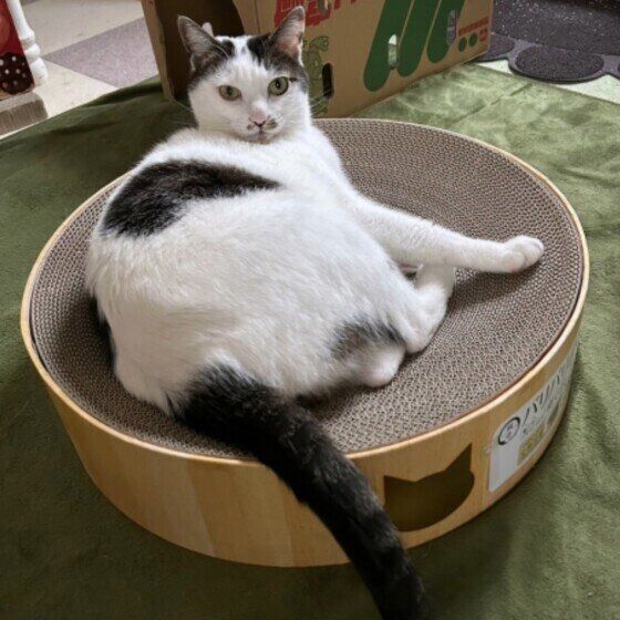 黒白のしろまるくん