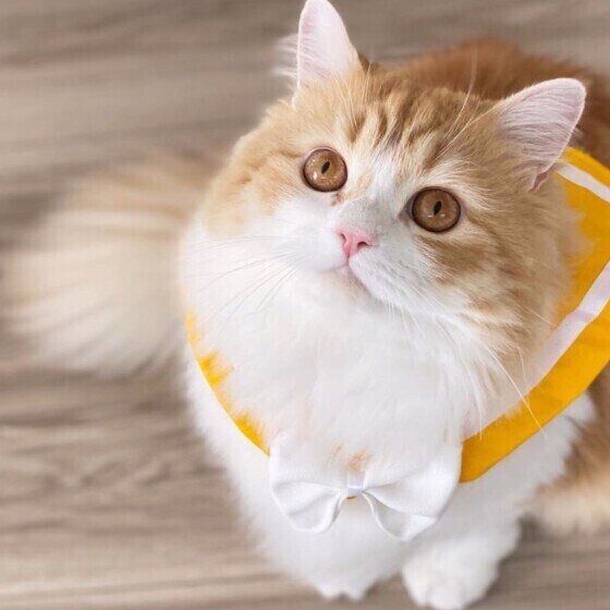 見つめるラガマフィン