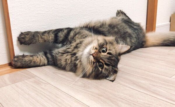 寝転がるヤマネコくん