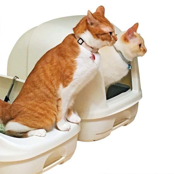 画像／2017年7月号『ニャ論調査2017 トイレ編』