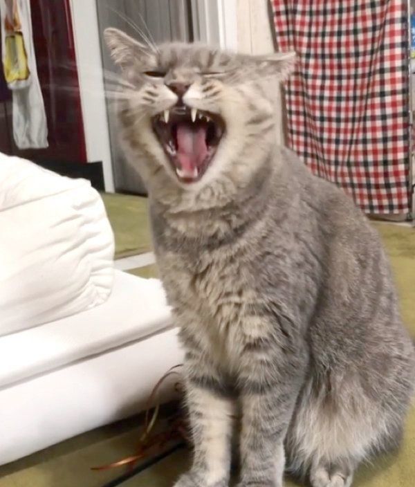 「遊ぼう」と飼い主さんを誘うあぽろくん