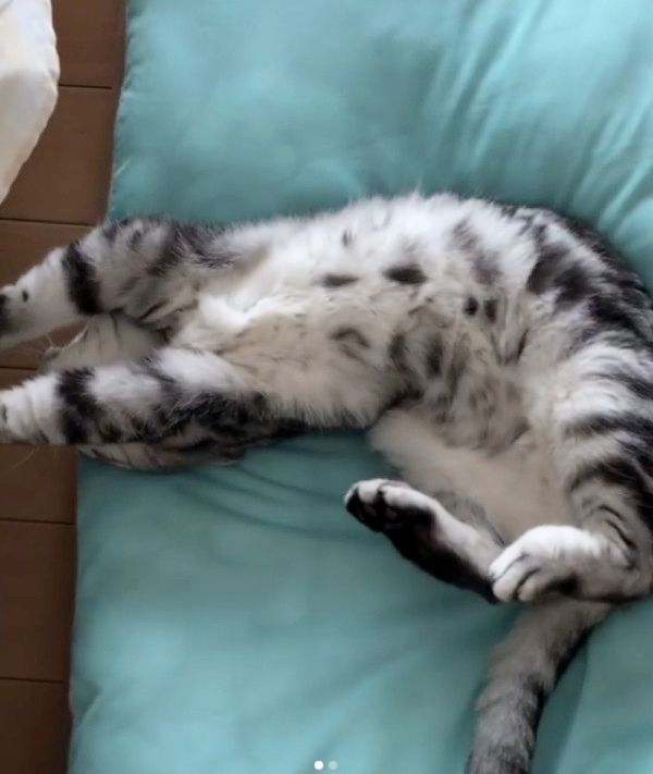 横着して爪とぎする猫