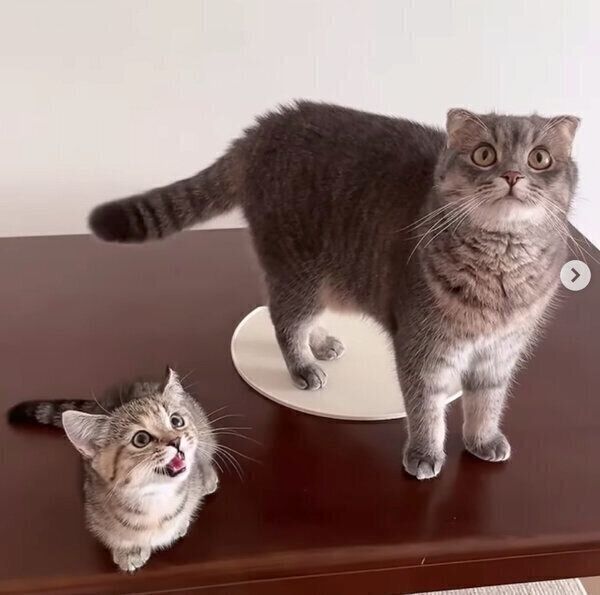 同じ方向を見るニッカくん、カクニちゃん