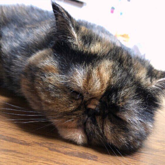 エキゾチックショートヘア・べにちゃん