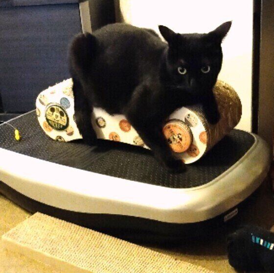 黒猫のあやめちゃん