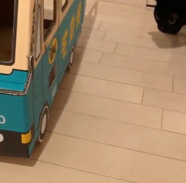 トラックを警戒する黒猫