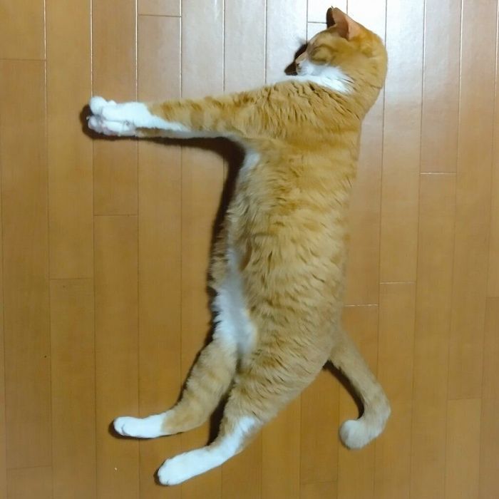 床の上に横たわるチャロくん