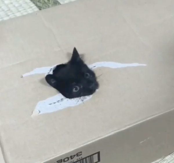 箱で遊ぶ黒猫