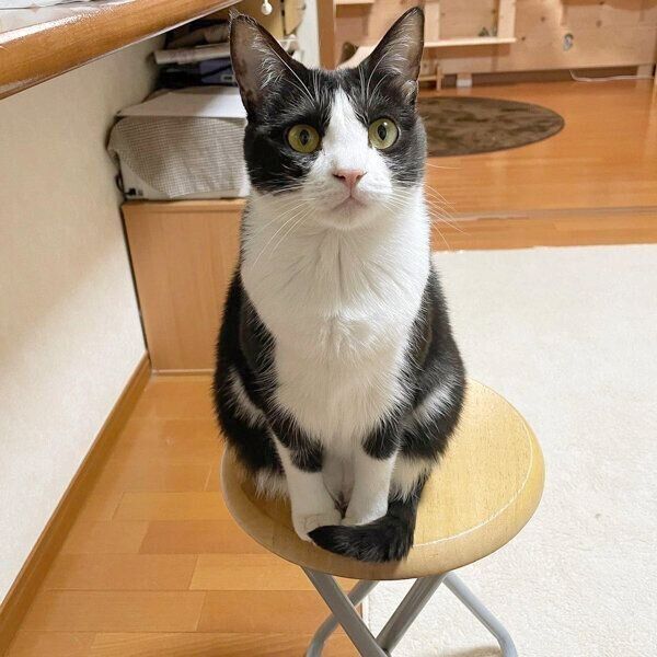 見つめるひまわりちゃん