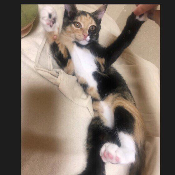 くねくねする猫